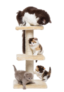 kittens on a cat tree